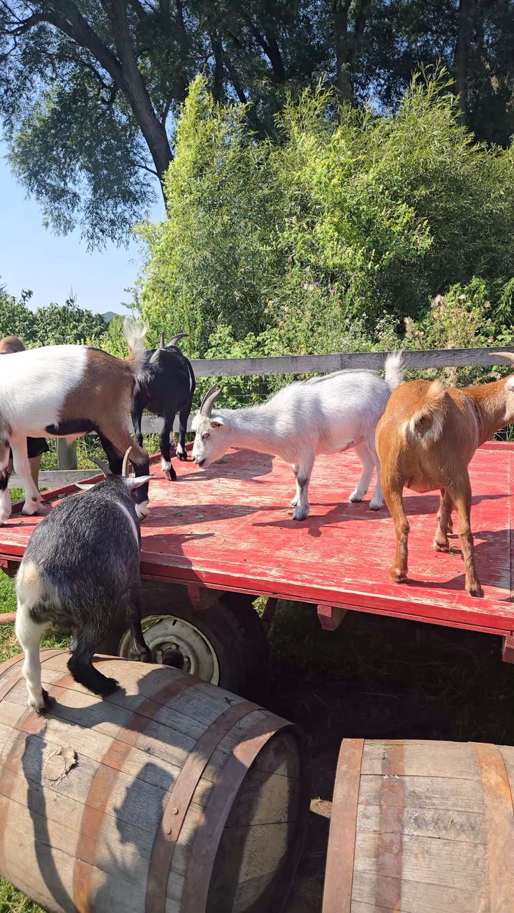 Venta de carne de chivo