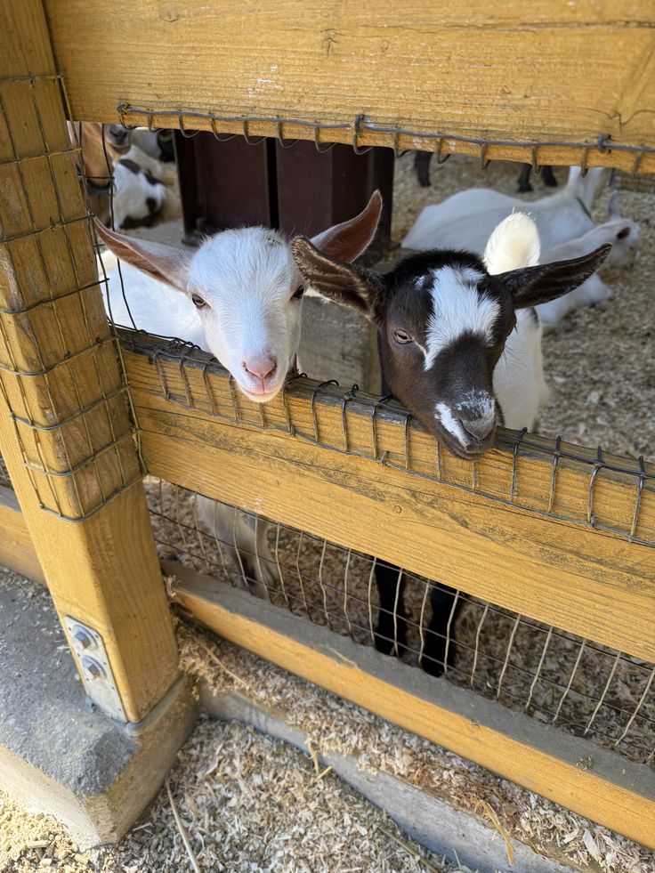 Venta de chivo en pie (promedio 10 kg)